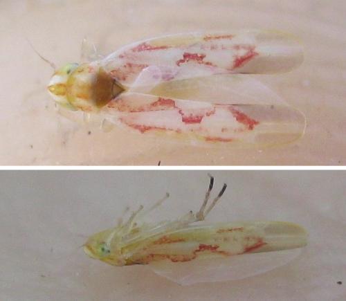 Réf. 336 778 : Zygina flammigera